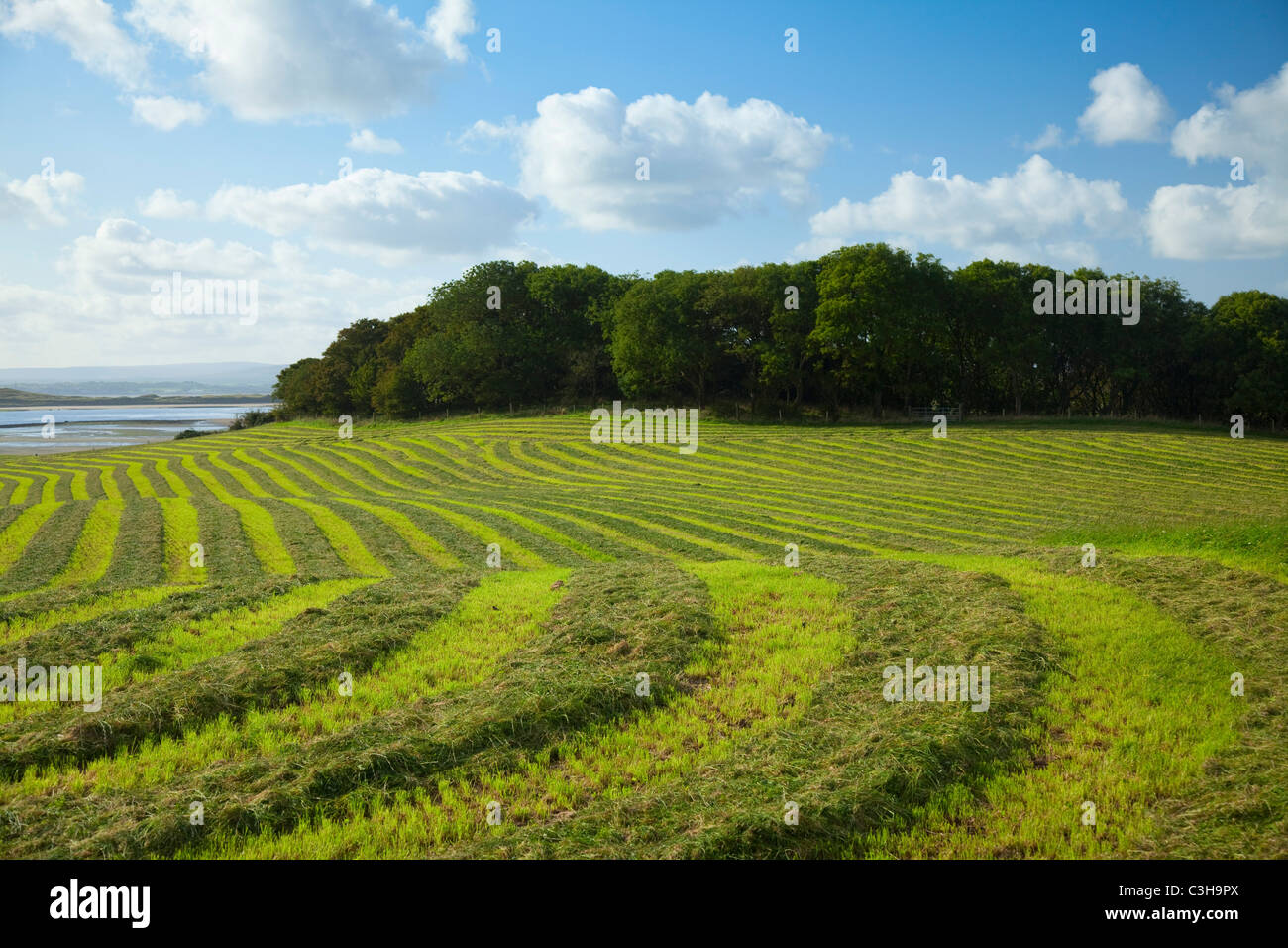 Feld von geschnittenem Gras für Silage, County Sligo, Irland. Stockfoto