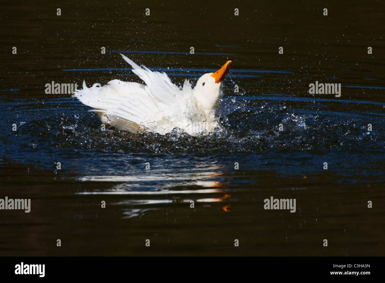 Weiße Ente mit orange Schnabel plantschen (ducking und Tauchen) im Wasser beim Baden Stockfoto