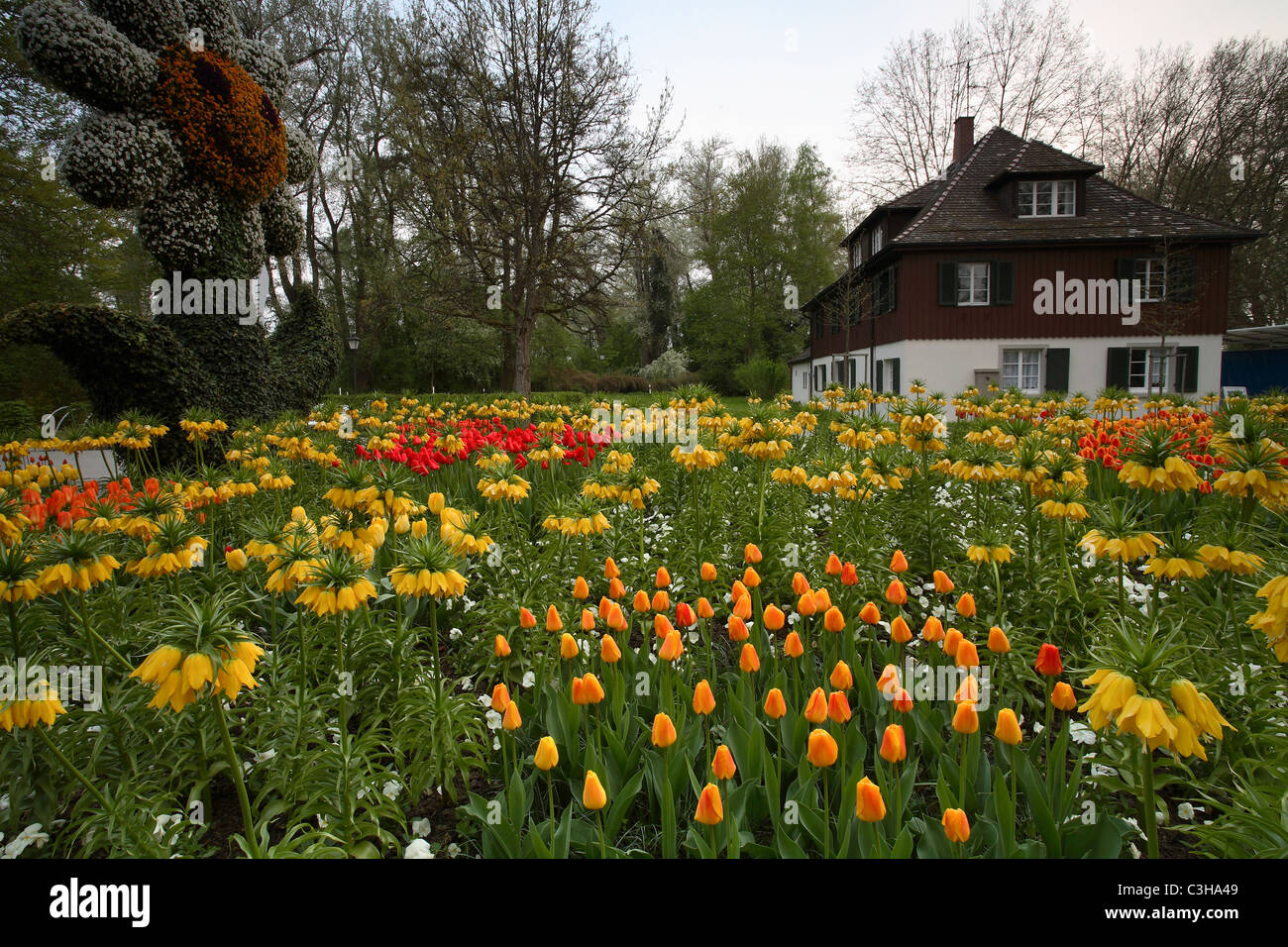 Blumenfeld, Bluehendes, Blumeninsel Mainau, Blumenfeld, blühen, Insel Mainau, Deutschland, Deutschland Stockfoto