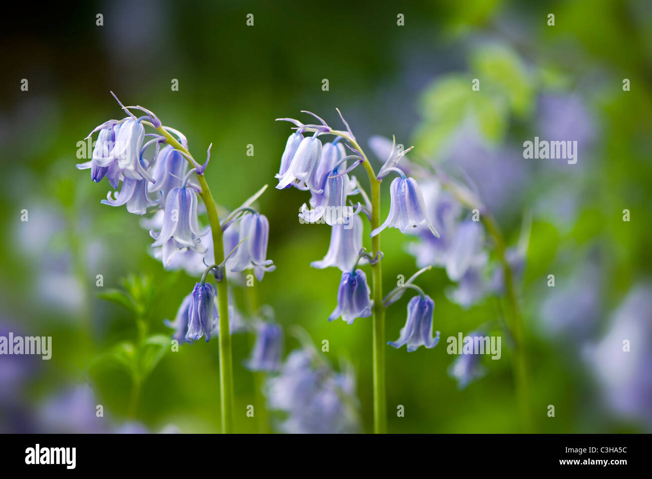 Englischen Bluebells - Hyacinthoides non-scripta Stockfoto