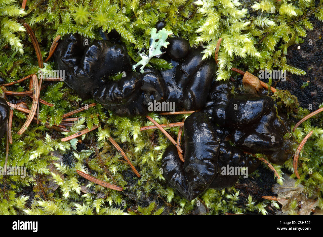 Becherfoermiger Druesling, Exidia Glandulosa, Naturpark Obere Donau, Deutschland, Deutschland Stockfoto
