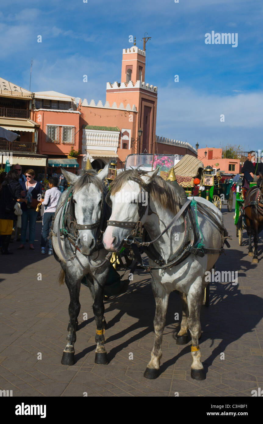 Pferde am Djemaa el-Fna Platz Medina Altstadt Marrakesch zentralen Marokko Afrika Stockfoto