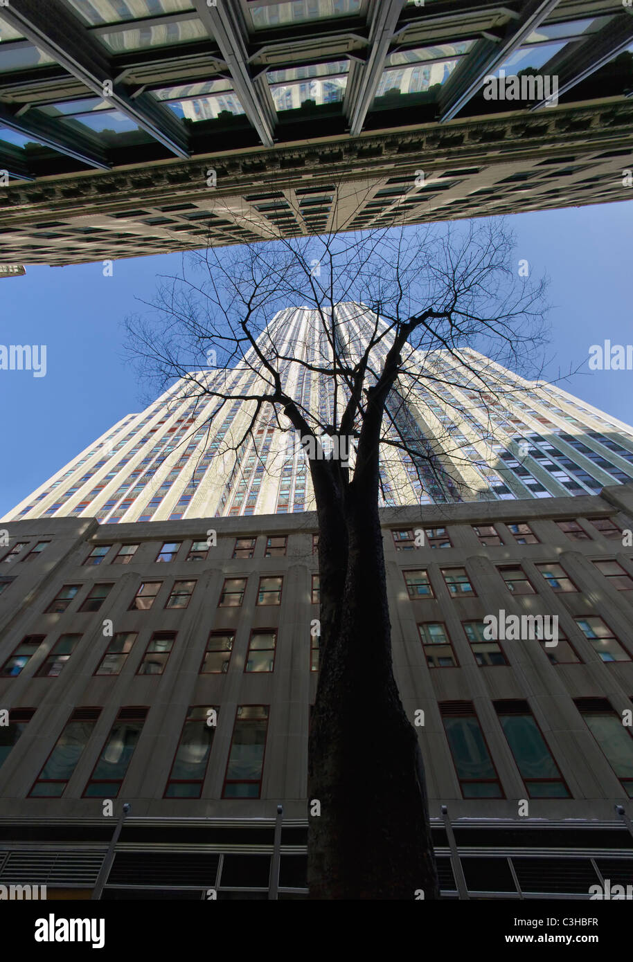 Niedrigen Winkel Ansicht des Baumes zwischen Wolkenkratzern Stockfoto