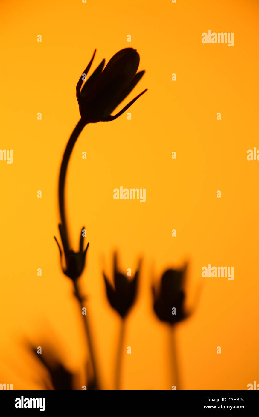Rundblaettrige Glockenblume, Geschlossene Silhouette, Campanula Rotundifolia, Glockenblume, Deutschland, Deutschland Stockfoto