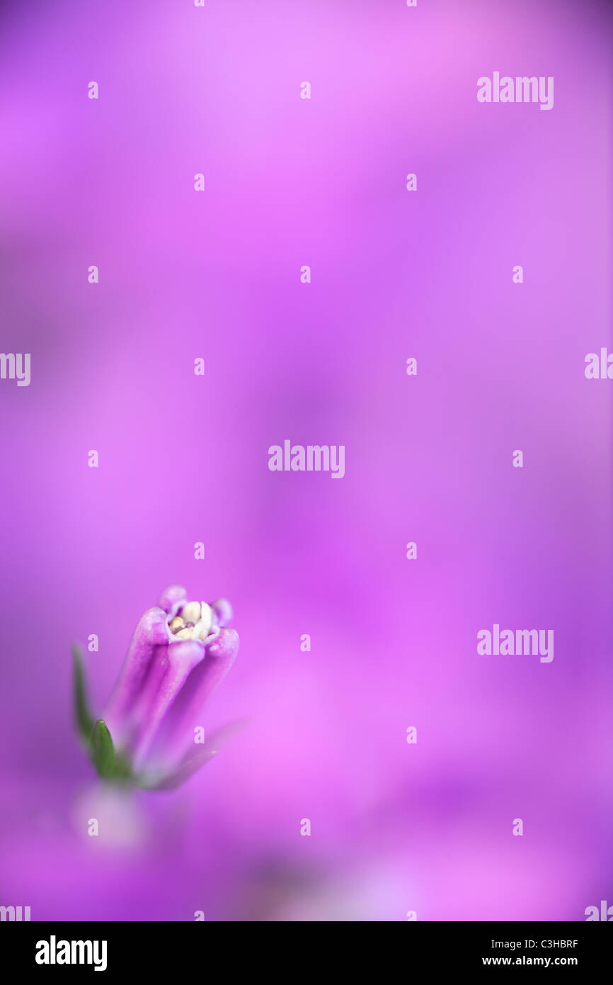 Rundblaettrige Glockenblume, Bluete, Silhouette, Campanula Rotundifolia, Glockenblume, Deutschland, Deutschland Stockfoto