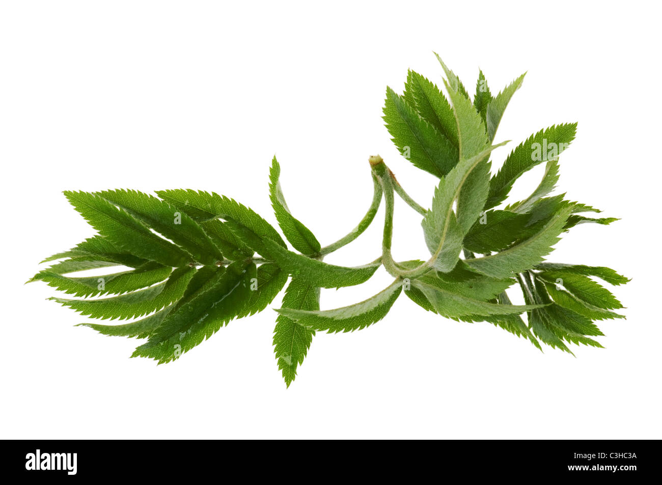 Objekt auf weiß - Blatt Baum hautnah Stockfoto