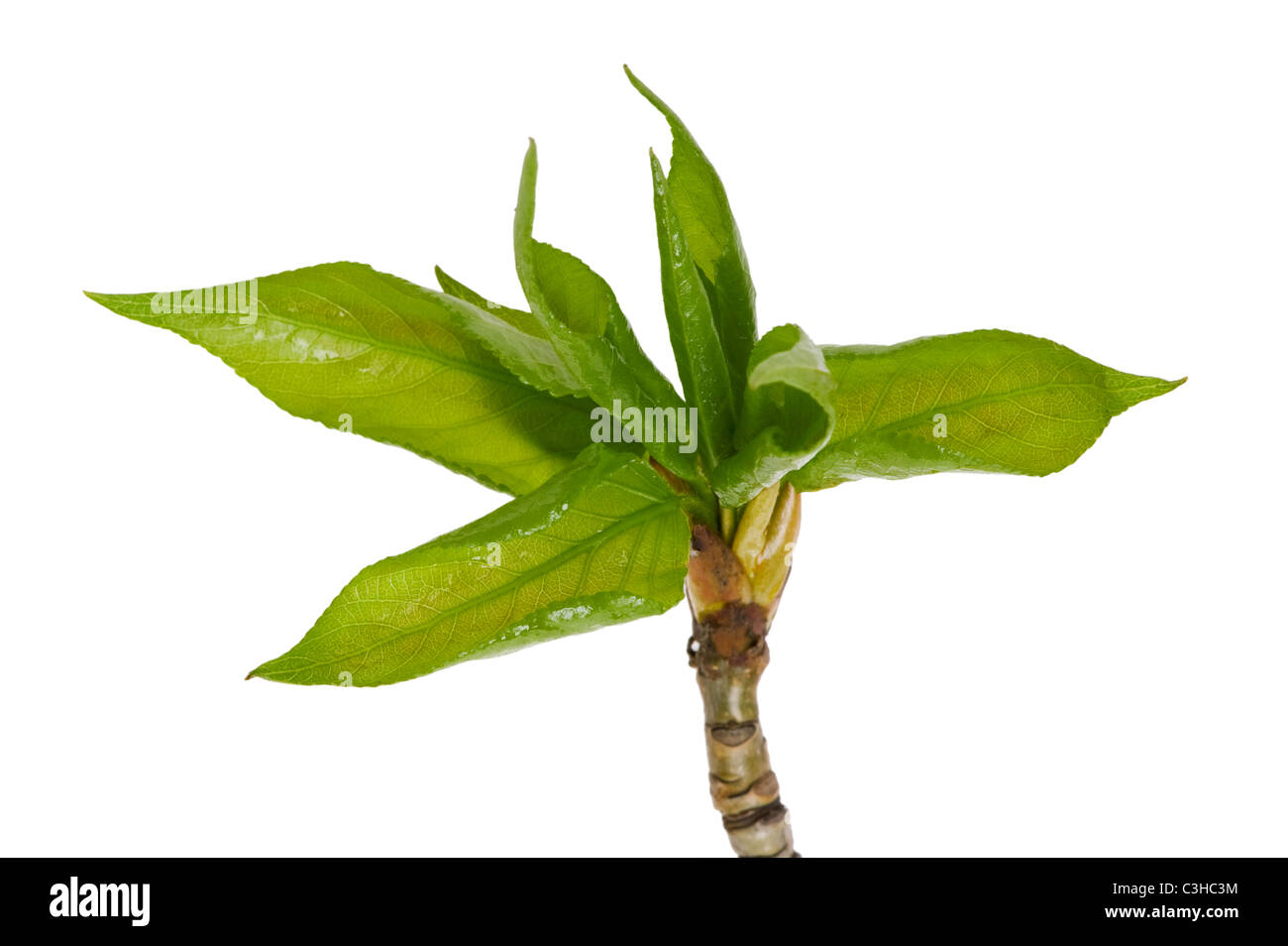 Objekt auf weiß - Blatt Baum hautnah Stockfoto