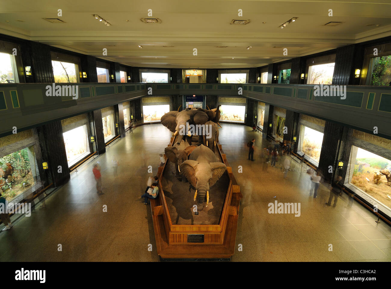 Dioramen und Displays auf Akeley Hall des afrikanischen Säugetiere im American Museum of Natural History in New York City gelegen. Stockfoto