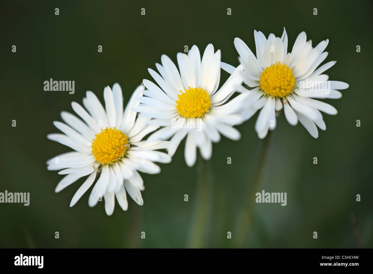 Mehrjaehriges Gaensebluemchen, Bellis Perennis, Gänseblümchen, Deutschland, Deutschland Stockfoto