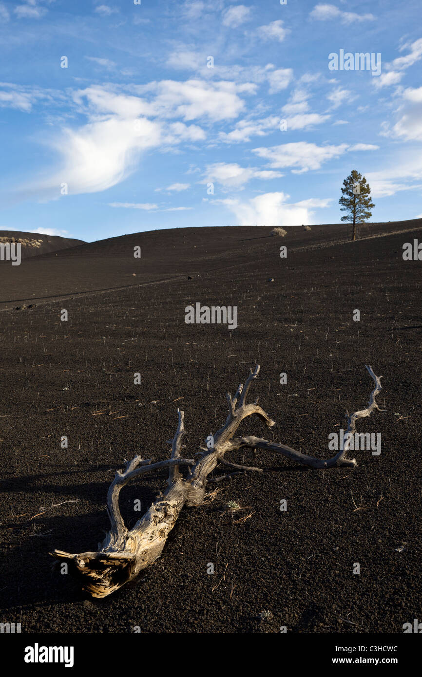 Einsame Kiefer wächst aus der Schlacke Hügeln am Sunset Crater Volcano National Monument, Arizona, USA Ast verliebt. Stockfoto