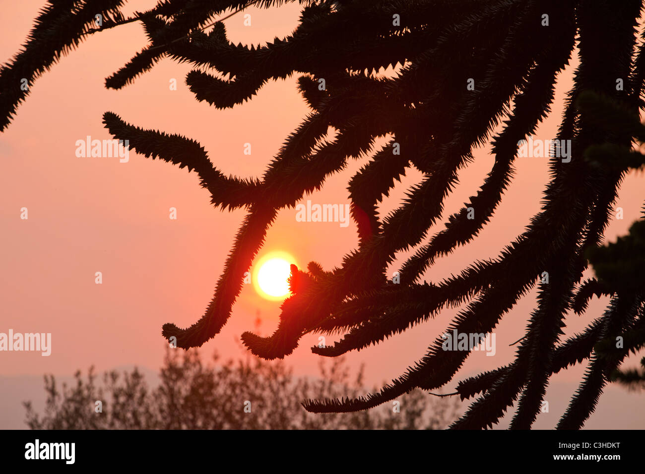 Sonnenuntergang durch die Zweige eines Monkey Puzzle-Baumes (Araucaria Araucana) in Windermere, Cumbria, UK. Stockfoto