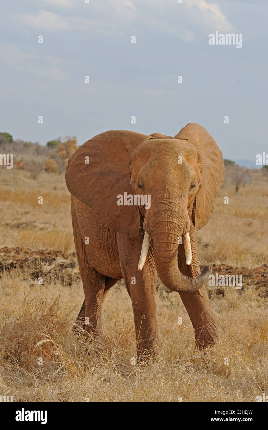 Junge männliche afrikanischen Elefanten in Kenia Nationalparks Tsavo (Ost) Stockfoto