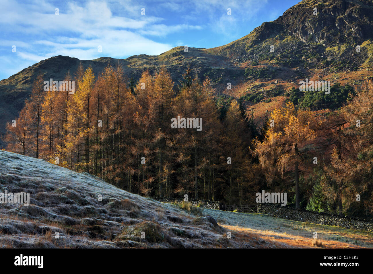 Frostigen Herbstmorgen an den Ufern der Blea Tarn zeigt hell farbige Lärchen unter Blake Rigg Stockfoto