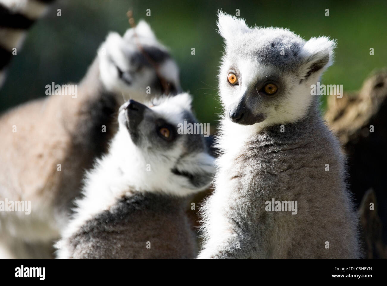 Kleine Ansammlung an Ring Tailed Lemuren, Lemur Catta, Yorkshire Wildlife Park, England Stockfoto
