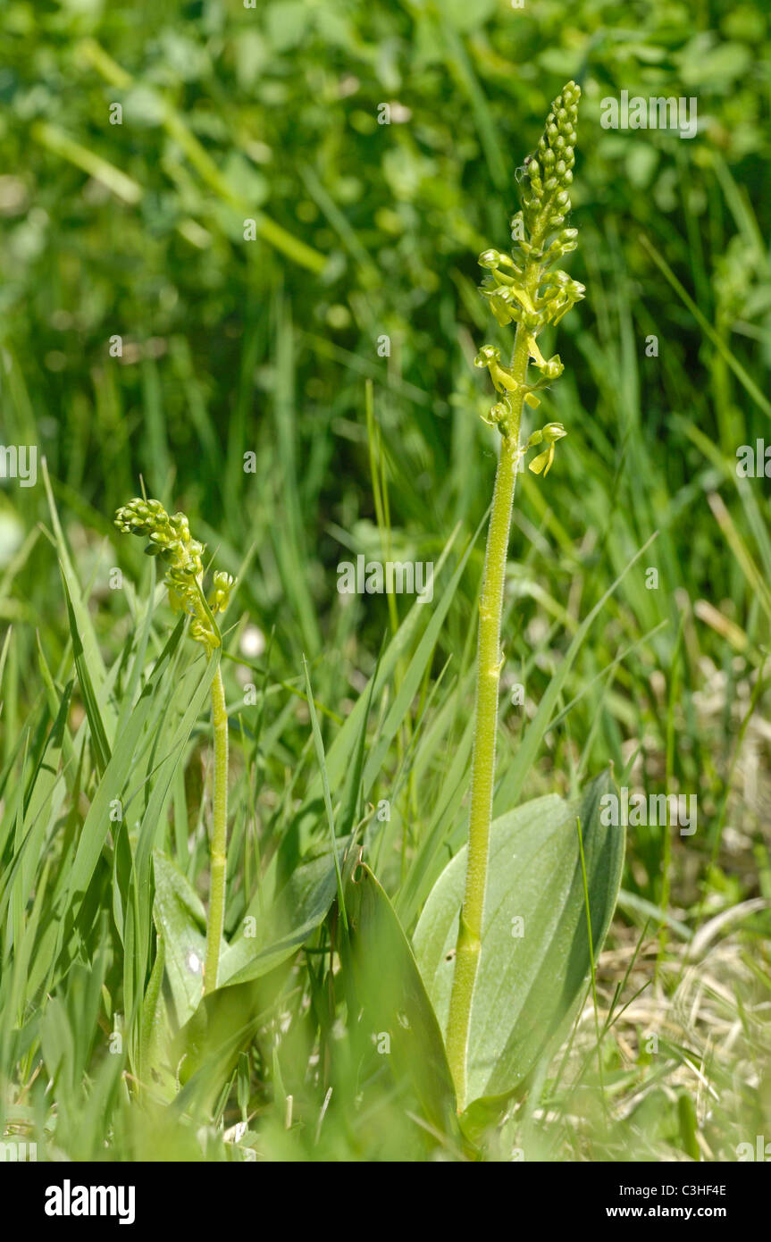 Grosses Zweiblatt, Listera Ovata, gemeinsame Nestwurzen, Ries, Bayern, Bayern, Deutschland, Deutschland Stockfoto