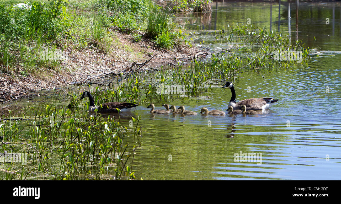 Kanadische Gänse mit Gänsel schwimmen in einem Fluss. Stockfoto