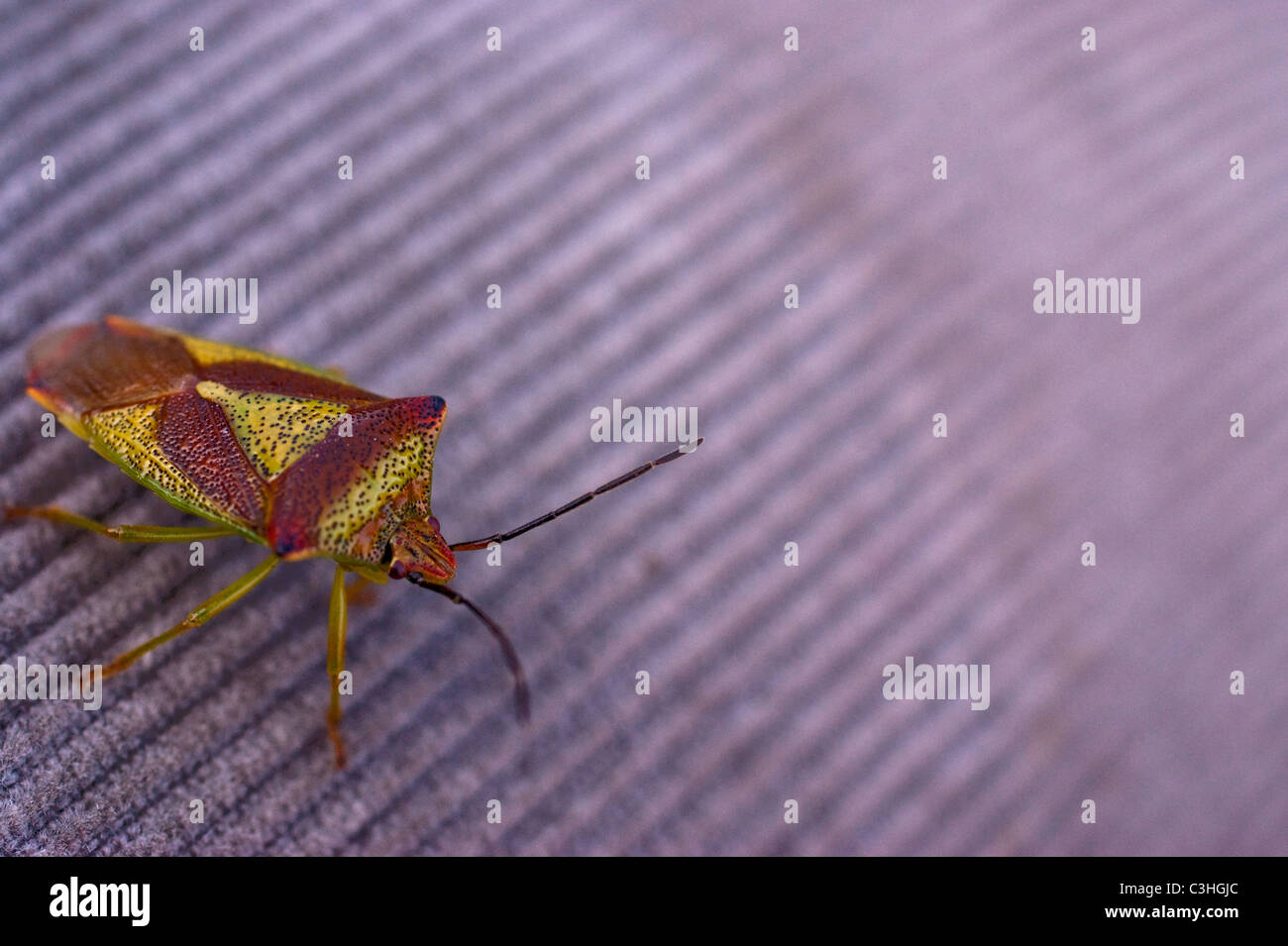 Weißdorn Shield bug Stockfoto