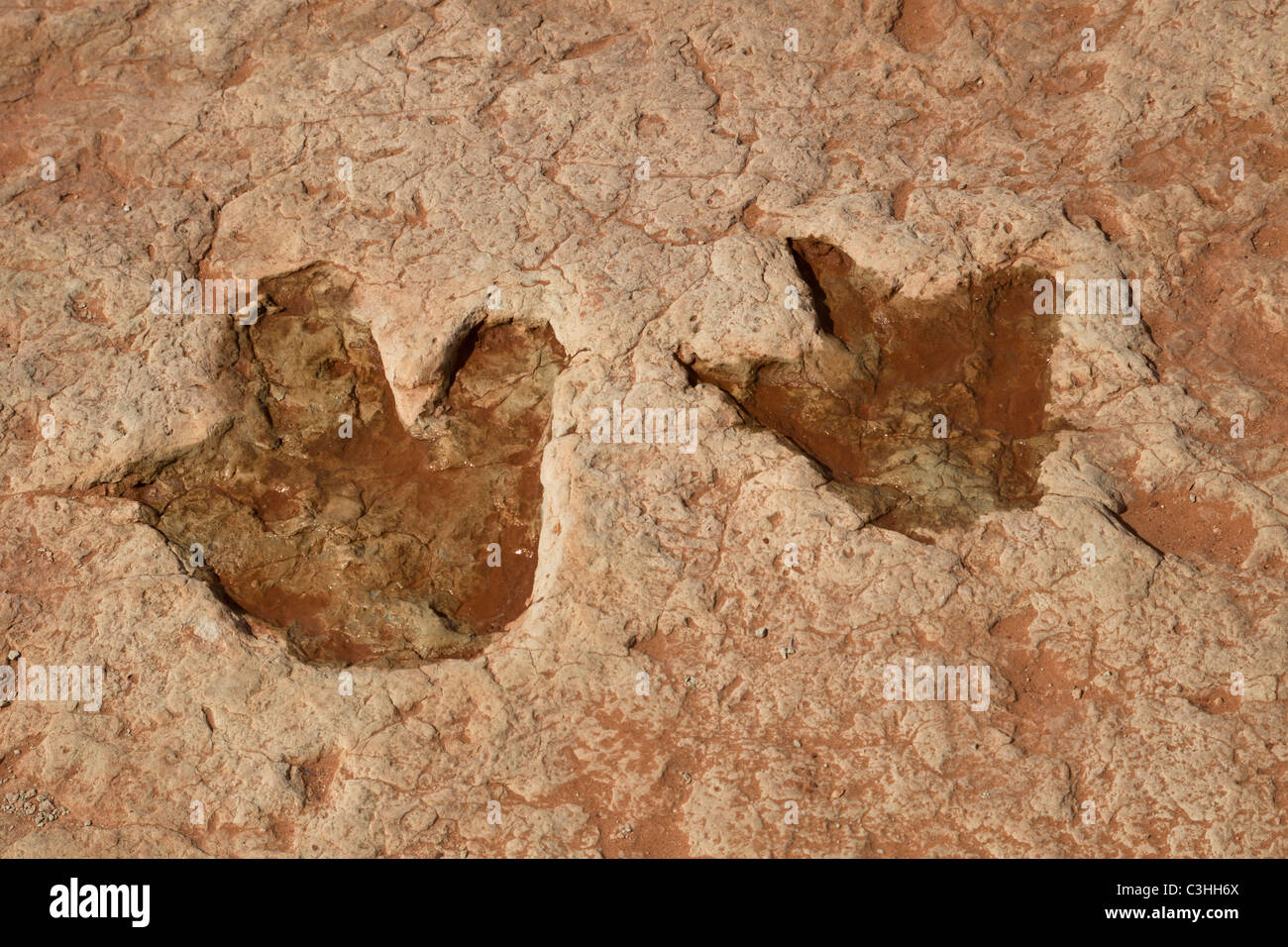 Frühen Jura Therapod Gleispaar, Dilophosaurus Wetherilli bei Moenkopi Dinosaurier-Spuren in der Nähe von Tuba City, Arizona, USA. Stockfoto
