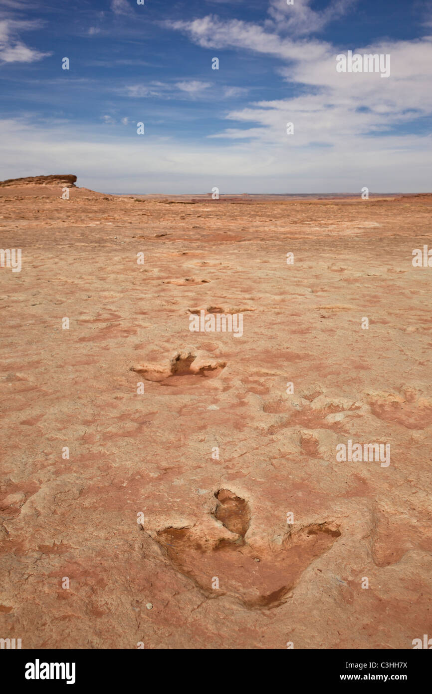 Frühen Jura Therapod Spuren, Fleischfresser Dilophosaurus Wetherilli bei Moenkopi Dinosaurier-Spuren in der Nähe von Tuba City, Arizona, USA. Stockfoto