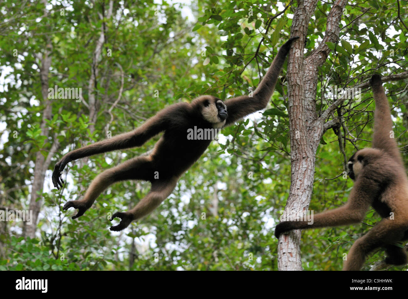 Agile Gibbon Bornean Hylobates Albibarbis weißen bärtigen Gibbon Whitebaerded ursprüngliche Tier-und Pflanzenwelt Stockfoto