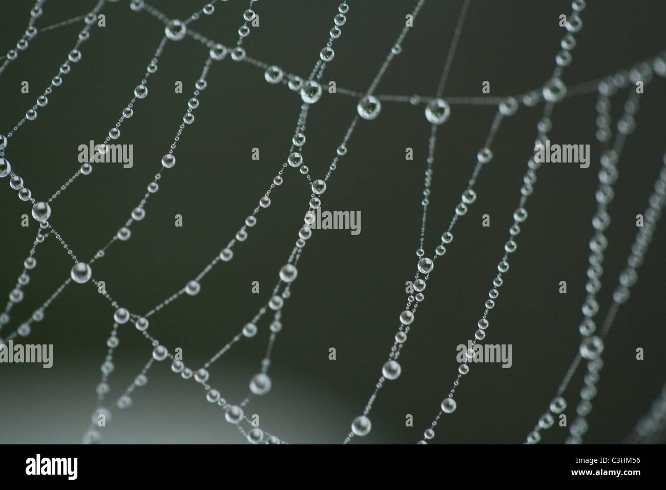 Extreme Nahaufnahme von Spinnennetz mit Tautropfen Stockfoto