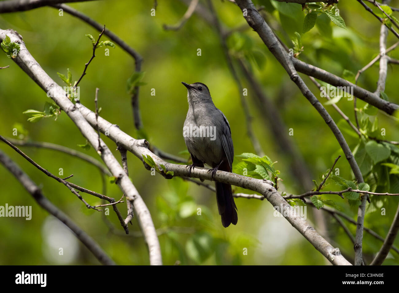 Graue Catbird auf einem Ast sitzend. Stockfoto
