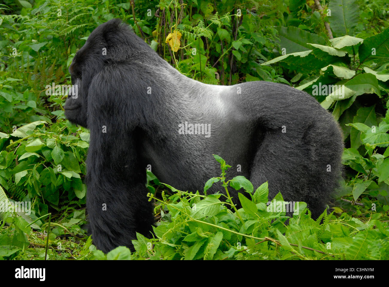 Gorilla trekking am Buhimo im Virunga Nationalpark, demokratische Republik Kongo. Silberrücken ist dran, mit seiner Familie Stockfoto