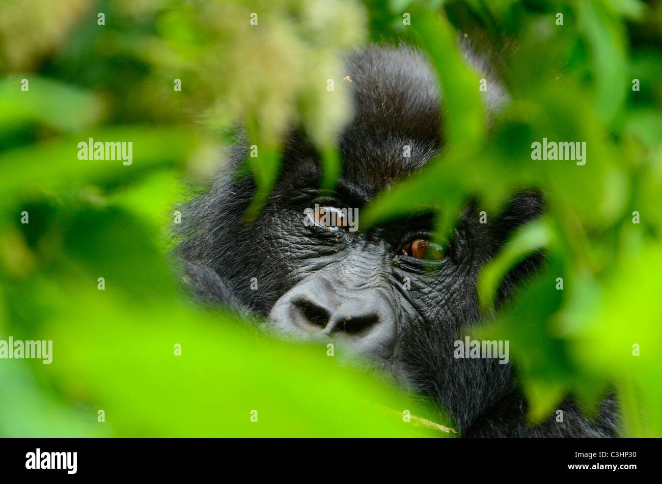 Gorilla trekking am Buhimo im Virunga Nationalpark, demokratische Republik Kongo. Verlässt der junge starrte durch gorilla Stockfoto