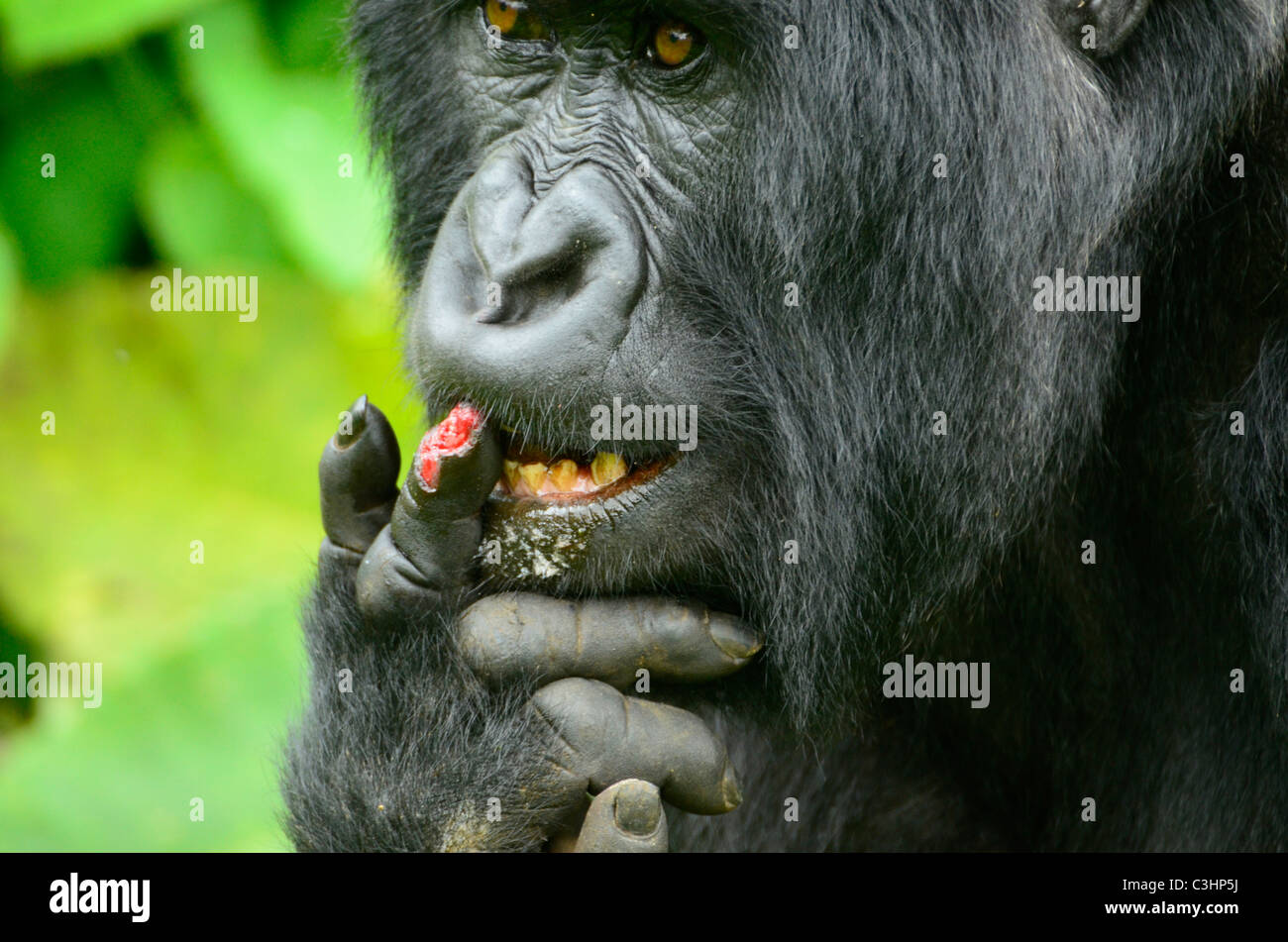 Gorilla trekking am Buhimo im Virunga Nationalpark, demokratische Republik Kongo. Weibliche Krankenpflege verletzte Finger nach Kampf Stockfoto