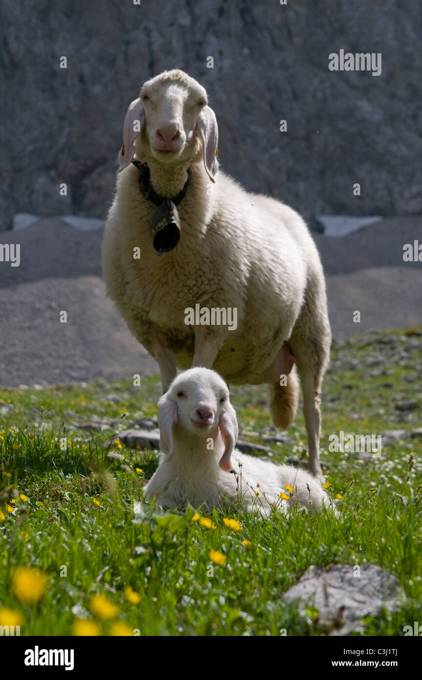 Mutter und Lamm Stockfotos und -bilder Kaufen - Alamy
