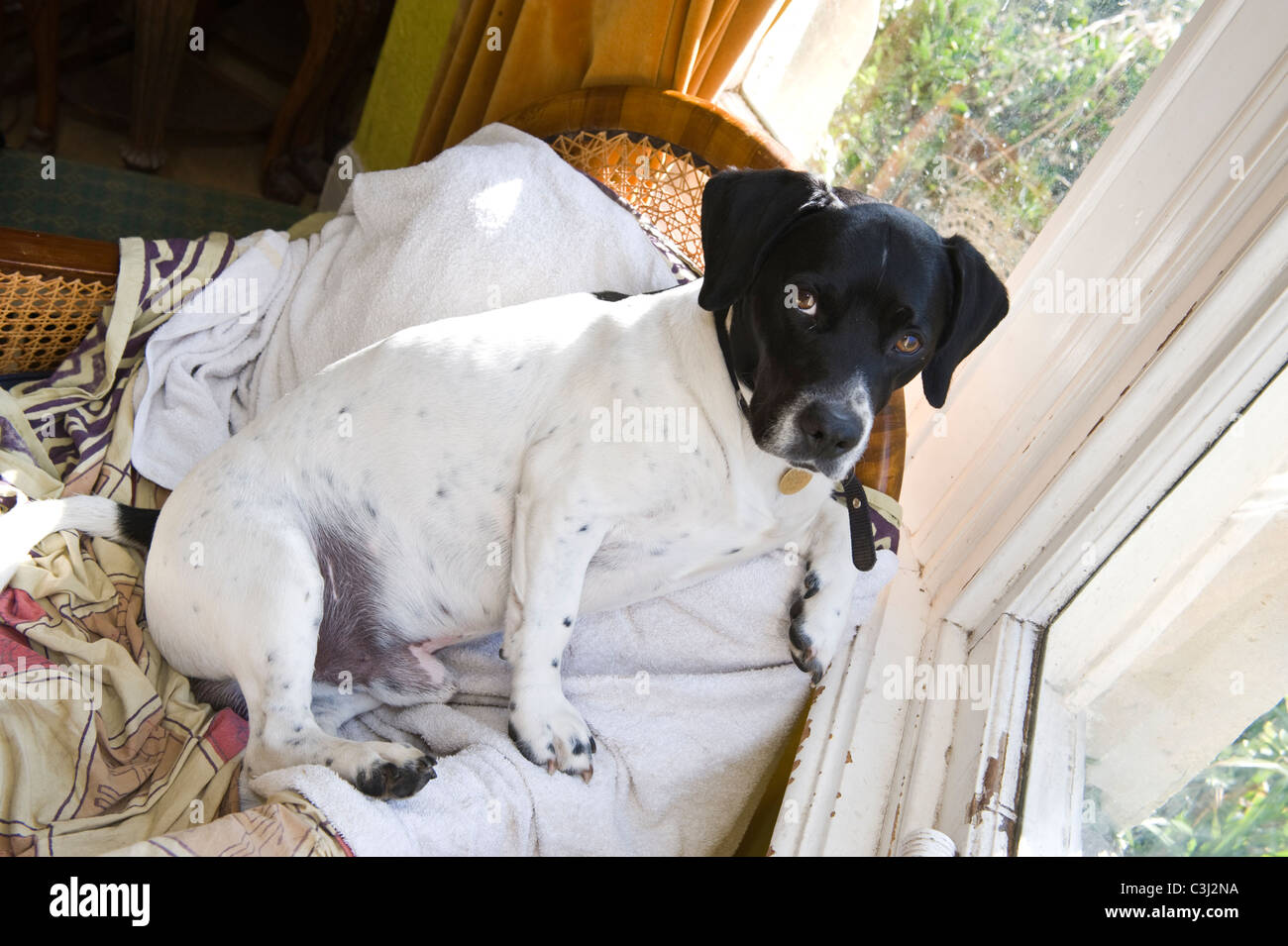 Schwarz / weiß Jack Russell Terrier sitzen auf Rückseite des Sofas im Wohnzimmer der Familie zu Hause-Fenster Stockfoto