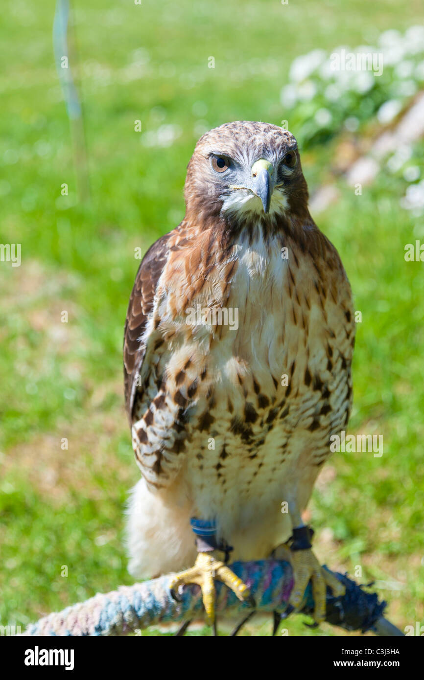 Red Tailed Hawk, Buteo jamaicensis Stockfoto