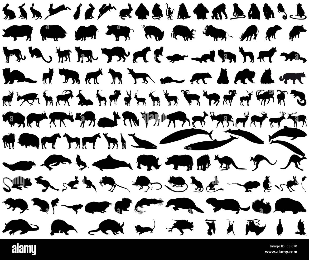 Große Sammlung von verschiedenen Illustration Vektor Tiere Stockfoto