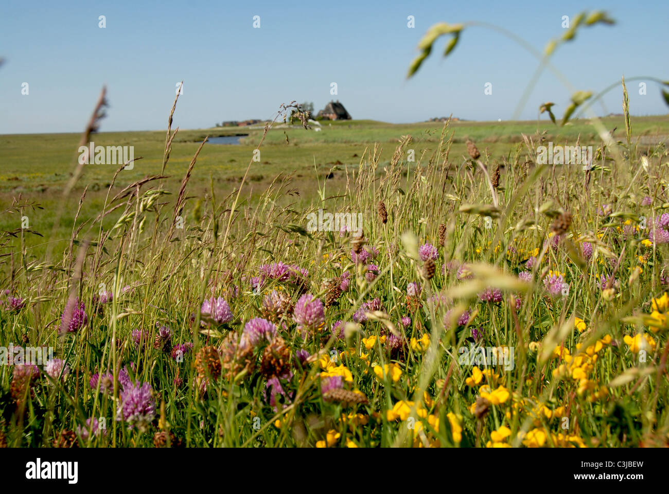 Wiesen im Frühjahr blühen im Mai auf der kleinen nordfriesischen wattenmeerinsel Hooge, Deutschland Stockfoto