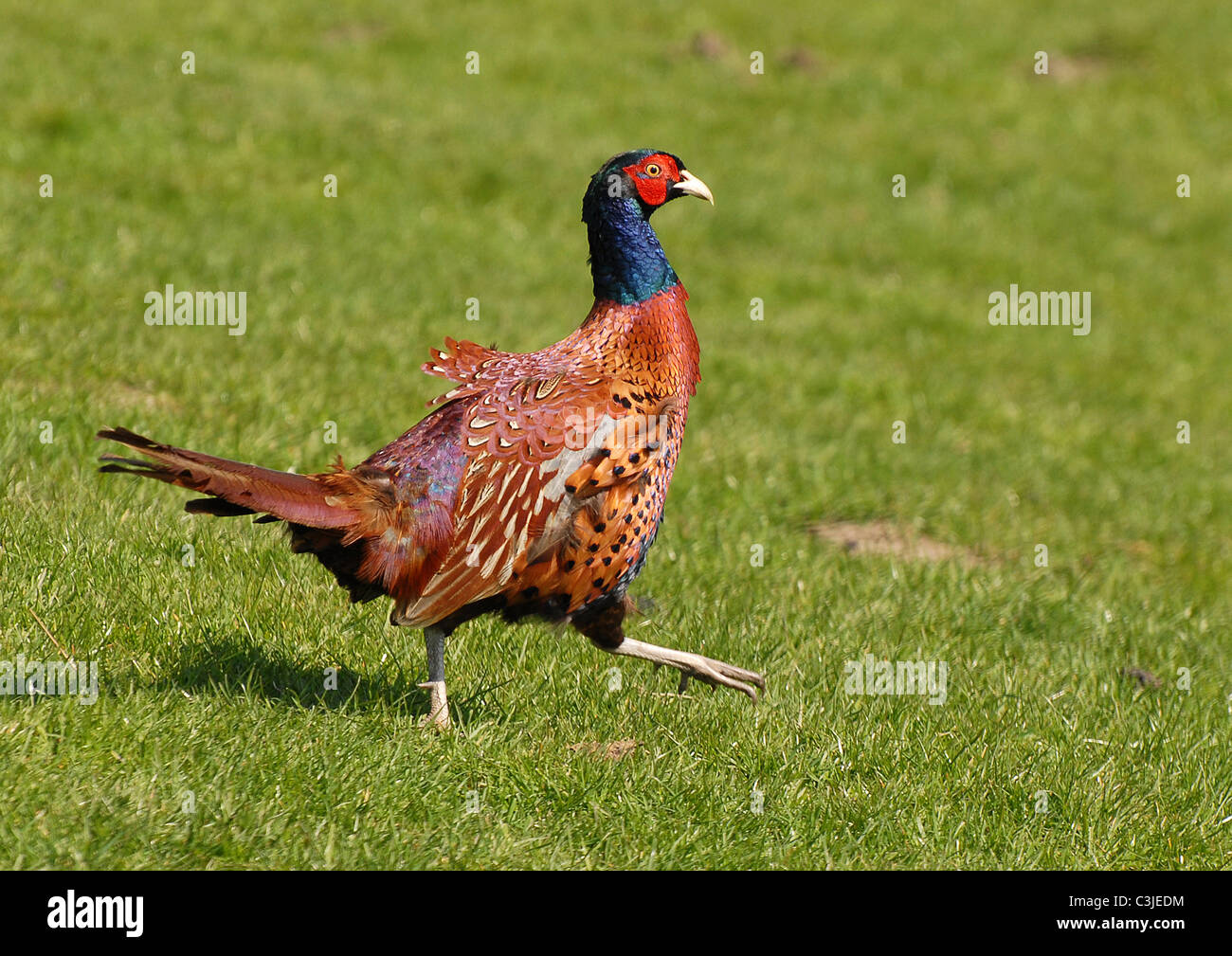 Männlicher Fasan, Phasianus Coichicus, Mitte Schritt für Schritt über ein Feld im Bereich der Nord-West-England Yorkshire Dales Stockfoto