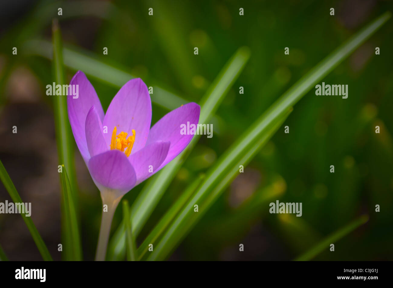 Nahaufnahme von lila Krokus wächst auf Feld Stockfoto