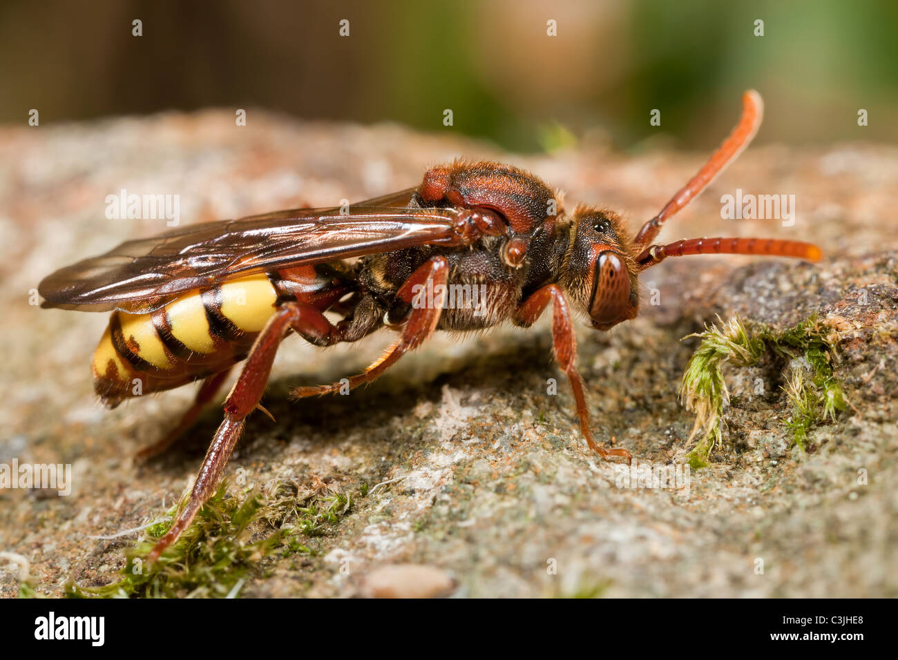 Ein Kuckuck Biene, Gattung Nomada, ruht auf einer Steinoberfläche. Stockfoto