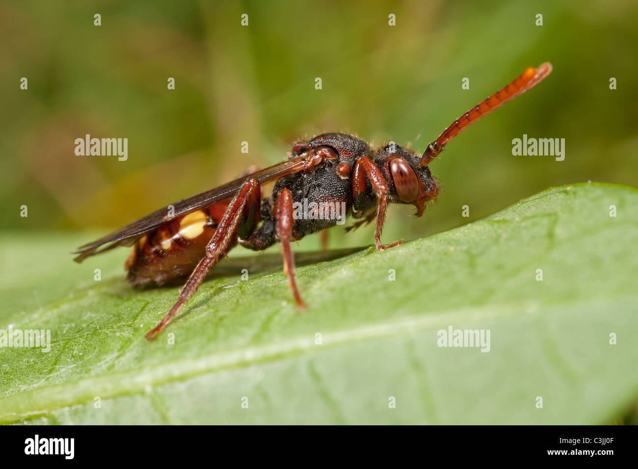 Kuckuck Bee - weibliche Nomada Hirtipes, ruht auf einem Blatt. Stockfoto