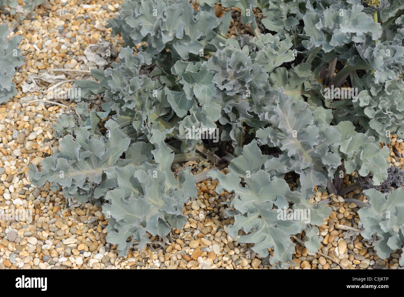 Meerkohl (Crambe Maritima) Pflanze wächst in Schindel auf Chesil Beach, Dorset Stockfoto