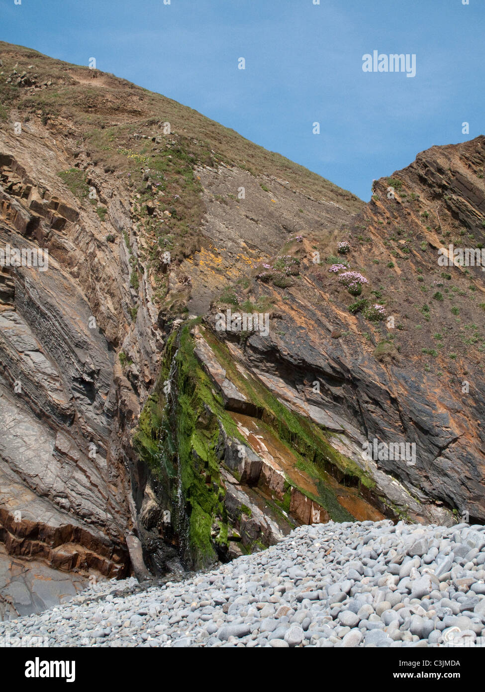 Verzerrte und gekippte Sandstein-Schichten gezeigt in den Klippen an der Sandymouth Bay, North Cornwall Stockfoto