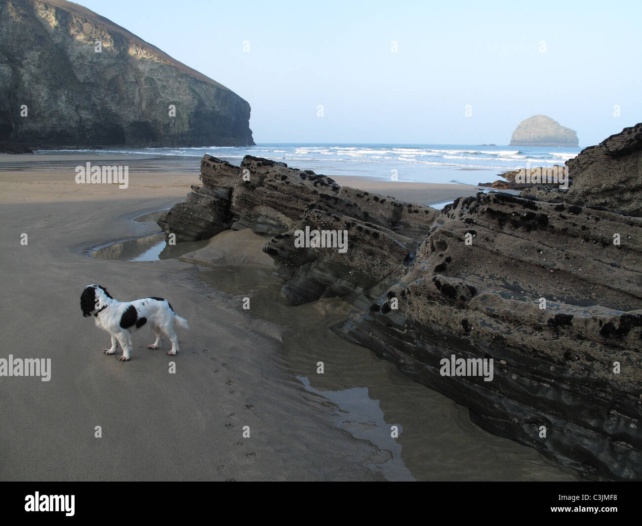 Die Bucht bei Trebarwith Strand bei Ebbe mit Gull Rock vor der Küste an einem feinen Frühlingsmorgen Stockfoto