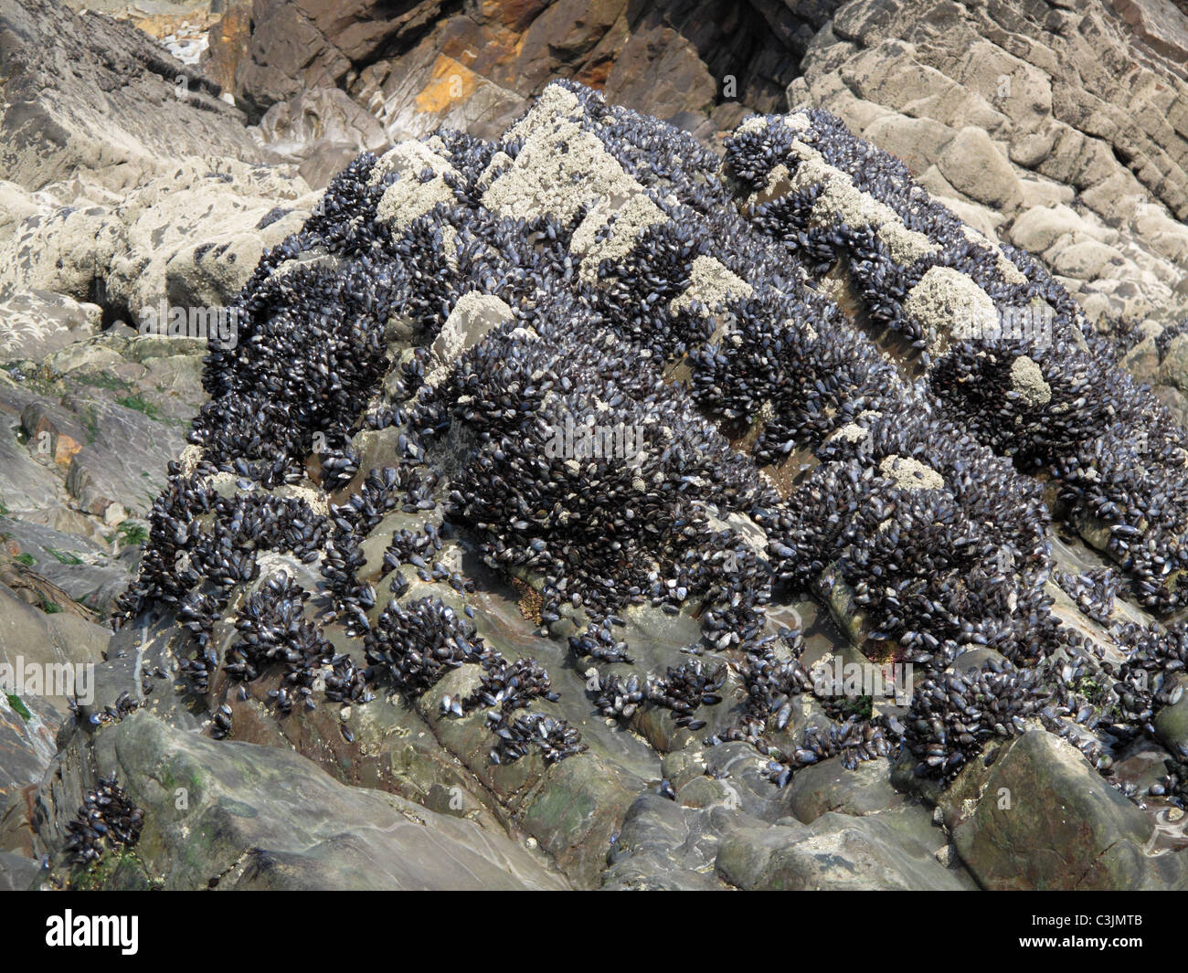Miesmuscheln (Mytilus Edulis) Kolonien in der Gezeitenzone auf Felsen an der Sandymoth Bay, Cornwall Stockfoto