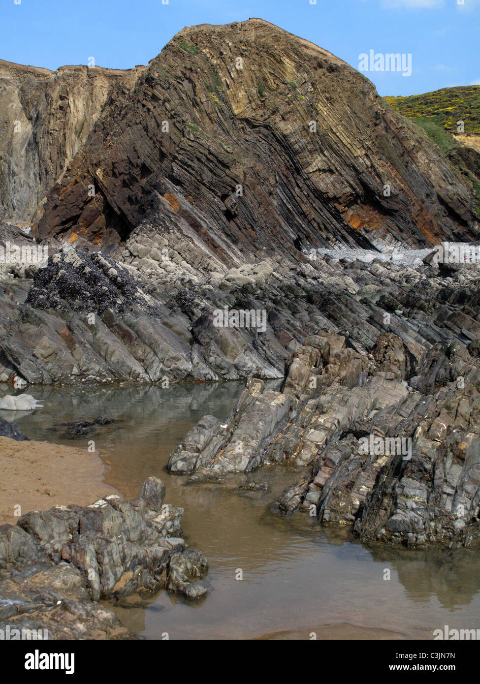 Verzerrte und gekippte Sandstein-Schichten gezeigt in den Klippen an der Sandymouth Bay, North Cornwall Stockfoto