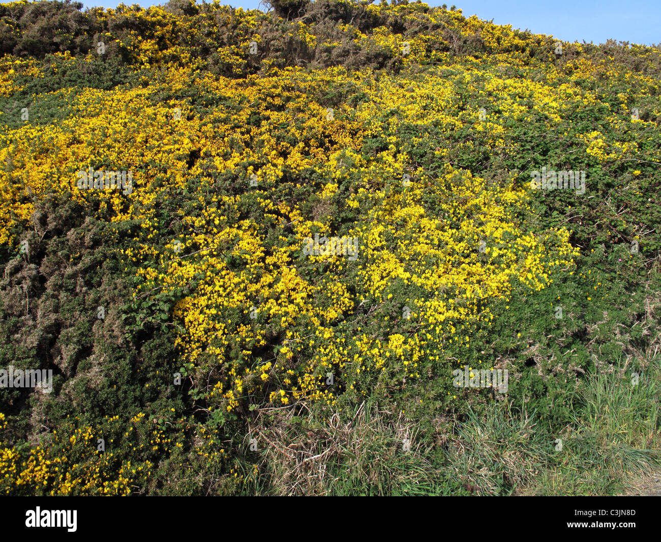 Stechginster (Ulex Europaeus) mit gelben Blüten verkümmert durch Wind und liegen flach gegen den Fels Stockfoto
