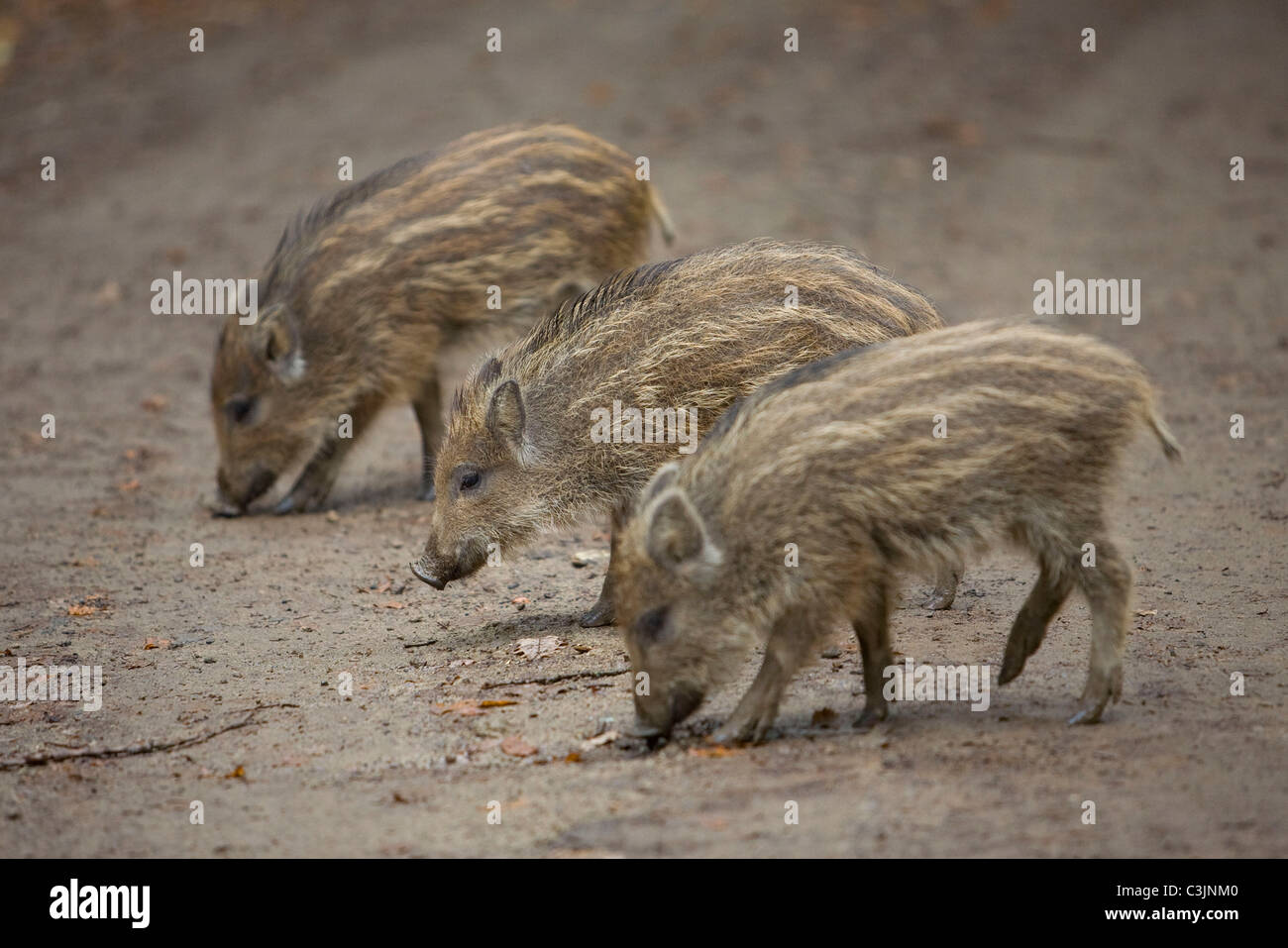 Wildschweine, Frischlinge, Sus Srofa, Wildschwein-Ferkel Stockfoto