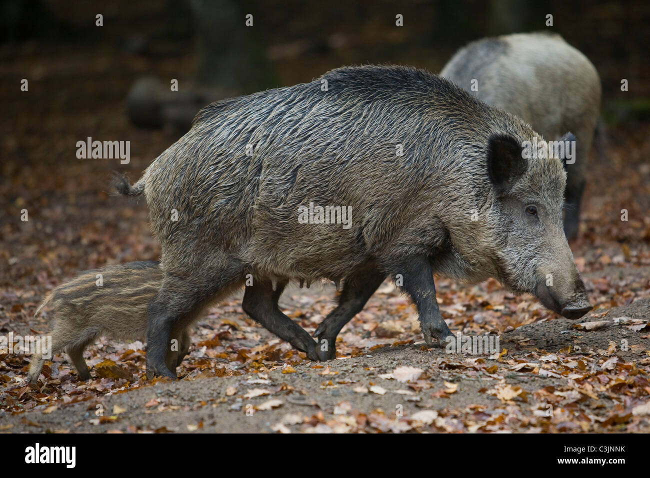 Wildschwein, Sus Srofa, Wildschwein Stockfoto