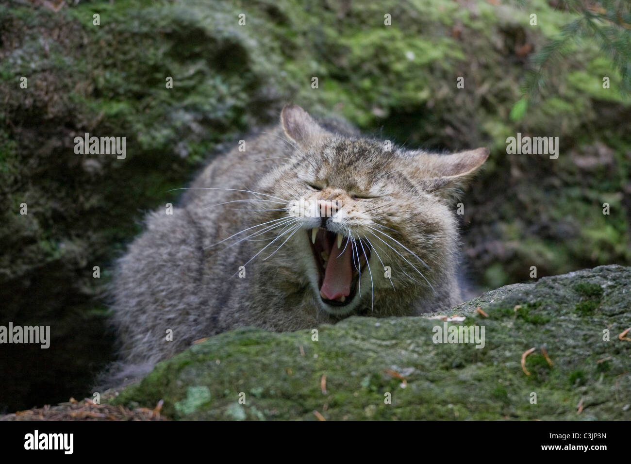 Europäische Wildkatze (Felis Silvestris Silvestris) mit jungen, NP Bayerischer Wald, Nationalpark Bayerischer Wald, Deutschland Stockfoto