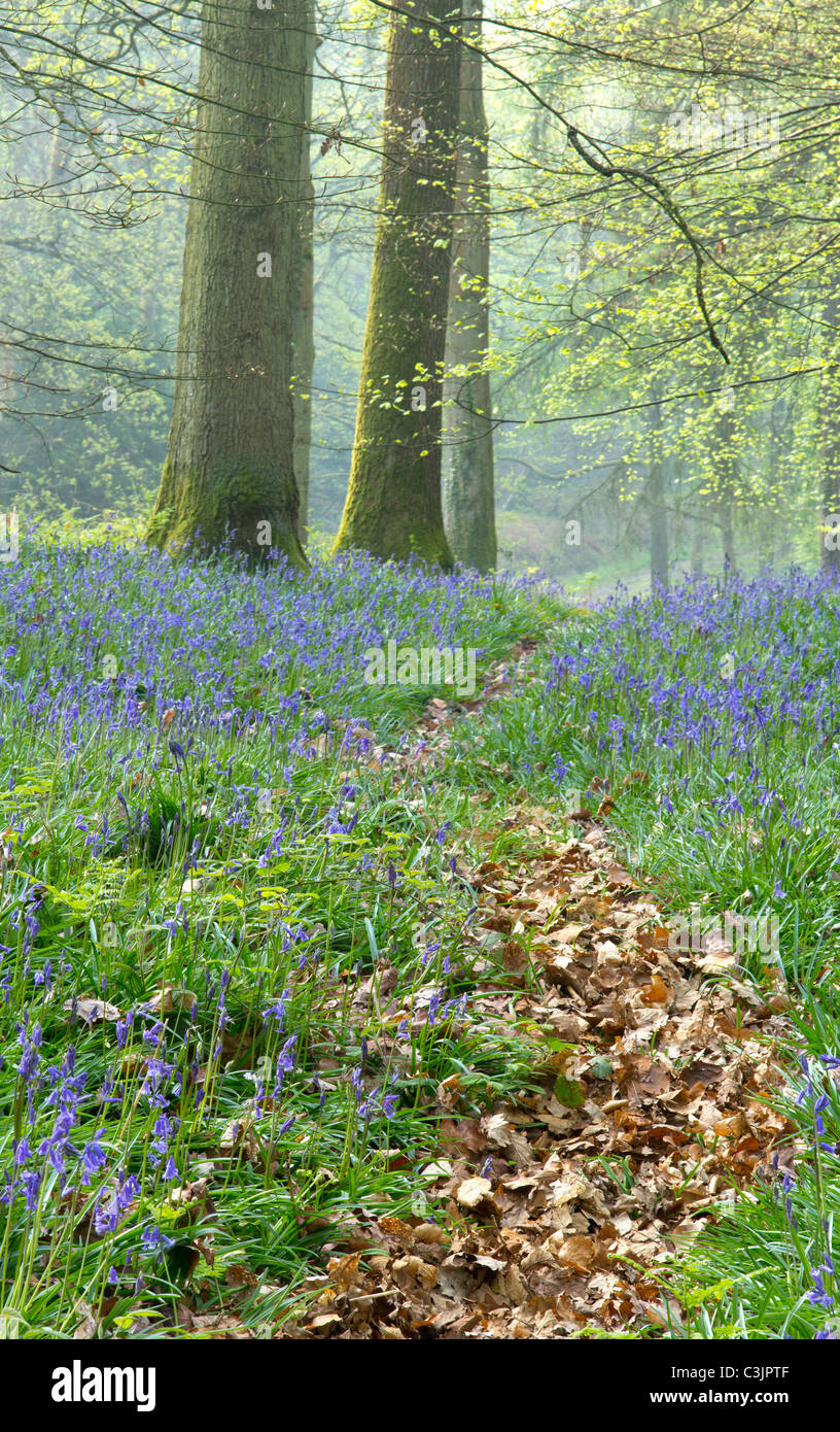 Glockenblumen in den Forest of Dean Gloucestershire UK Stockfoto