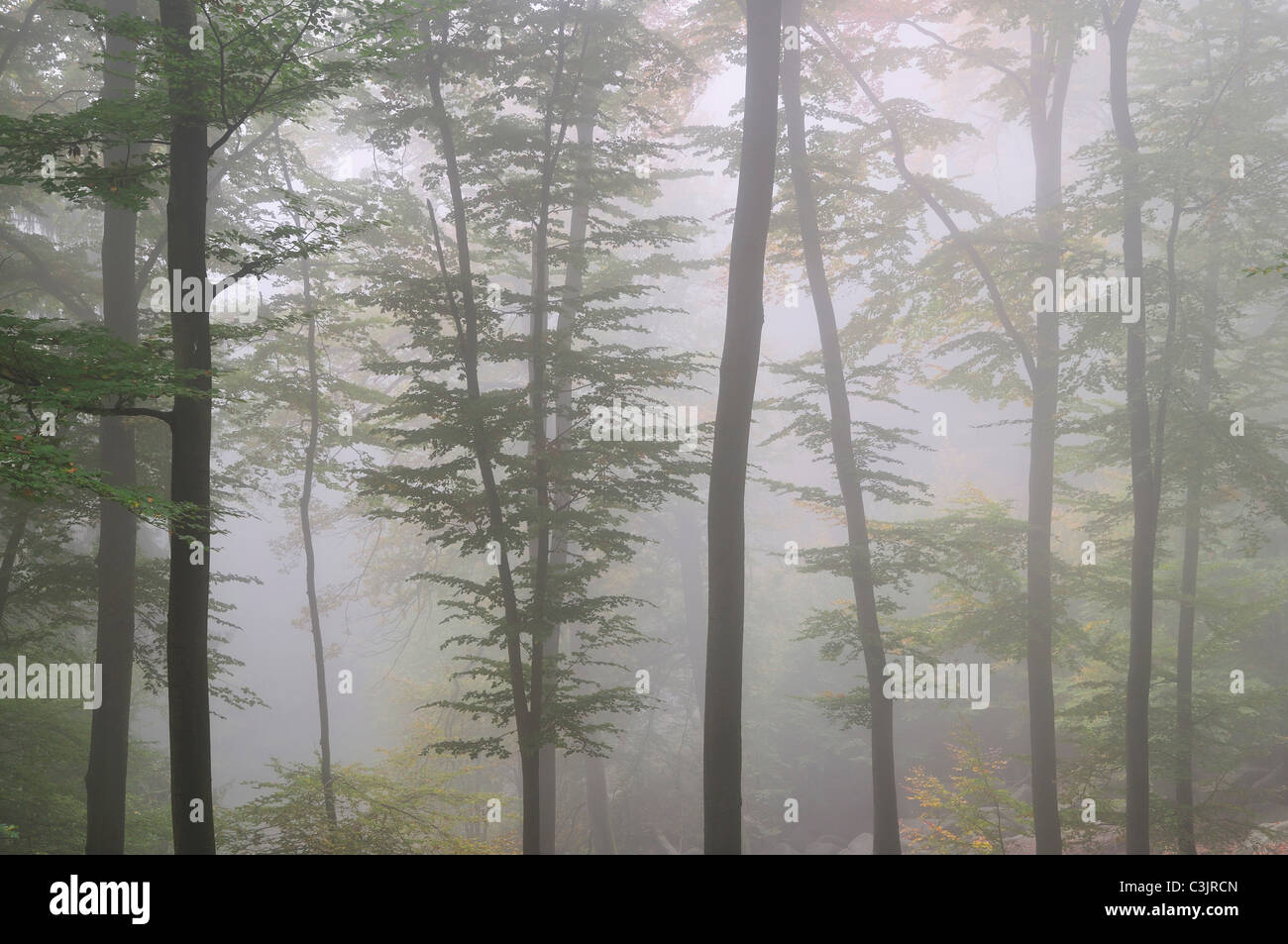 Europa, Deutschland, Hessen, Blick auf nebligen Wald Stockfoto