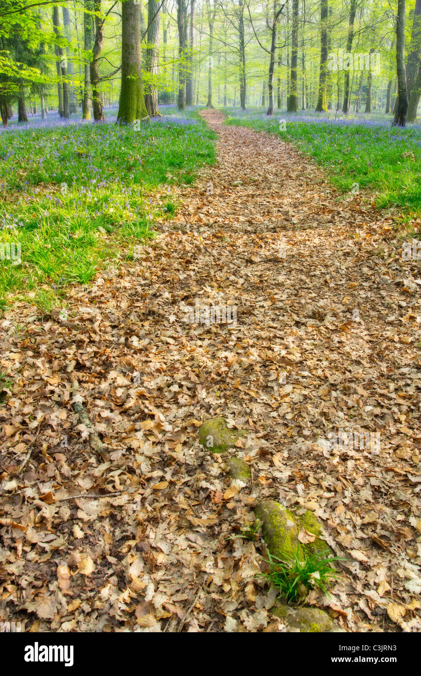 Glockenblumen in den Forest of Dean Gloucestershire UK Stockfoto